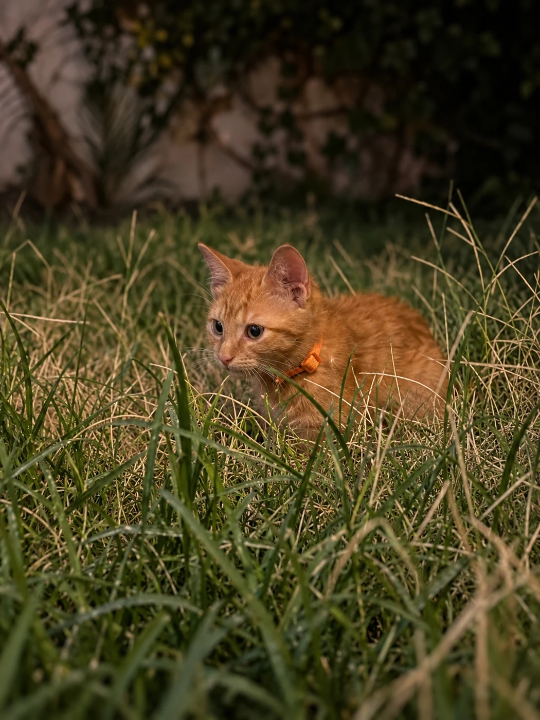 Jacobo, un petit chat roux avec un collier, explore les herbes du jardin