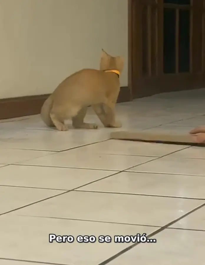 Autre image extraite d’une vidéo de Jacobo à la maison
